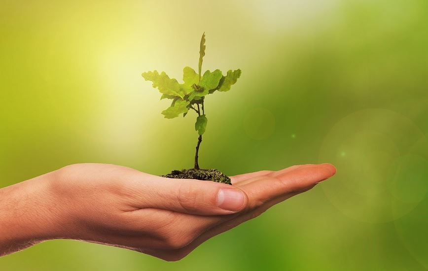 Man sostendo unha pranta.