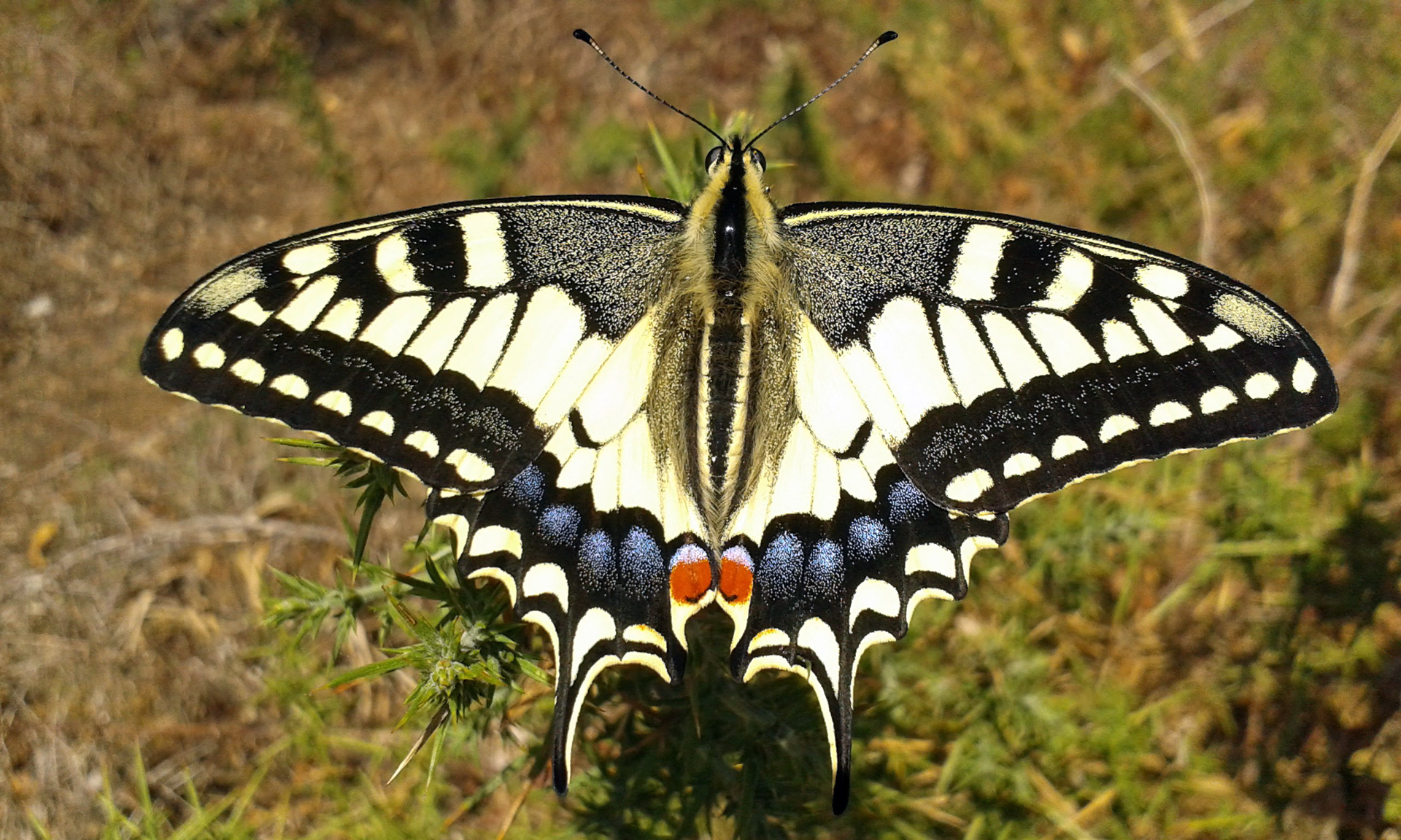 Papilio machaon (adulto)