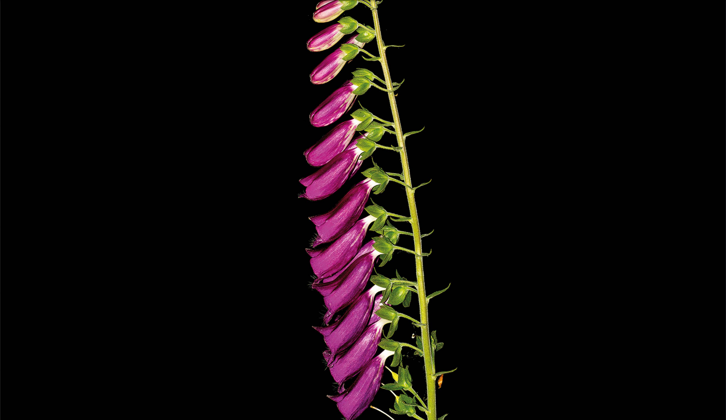Dedaleira (Digitalis purpurea)