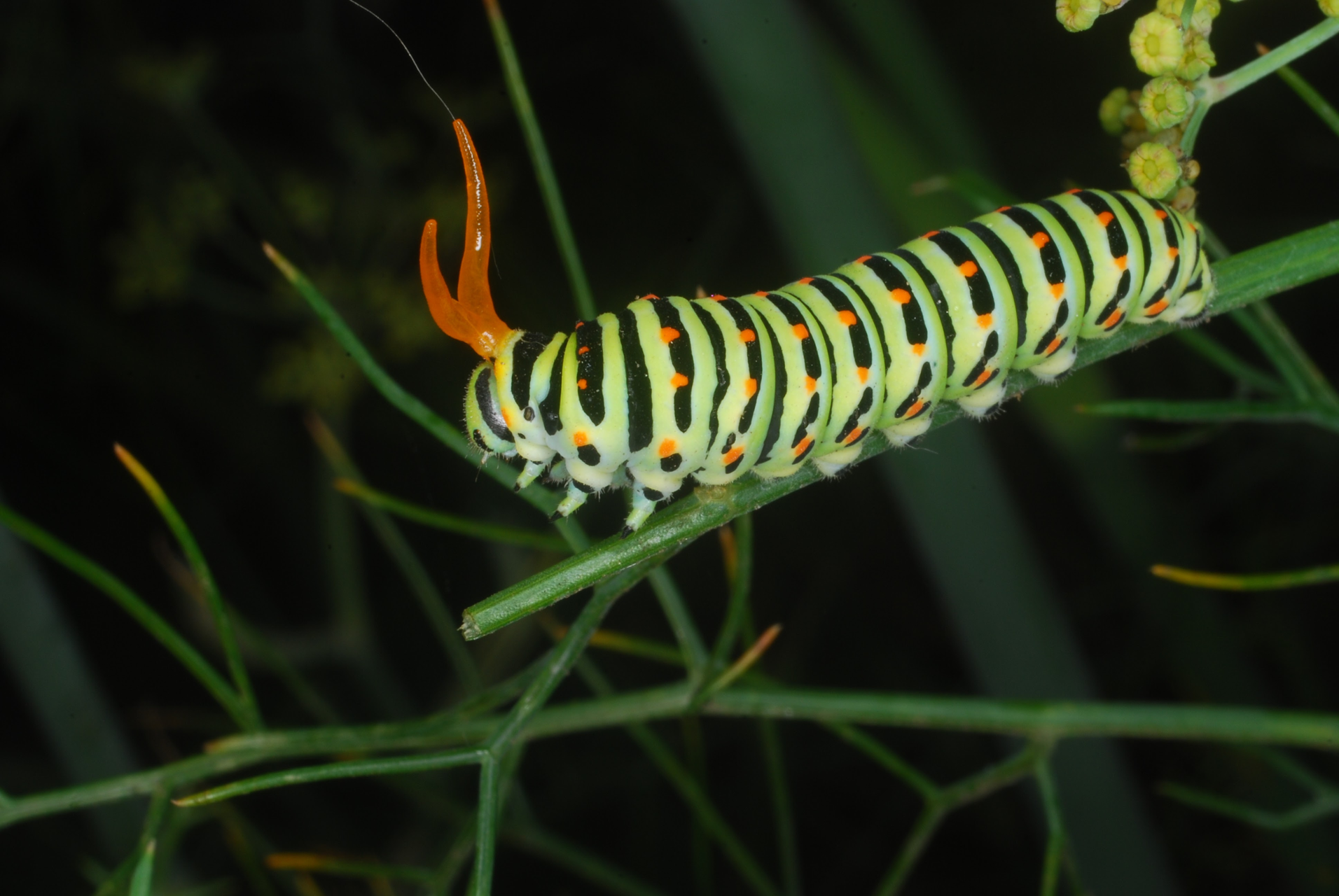 Papilio machaon (larva)