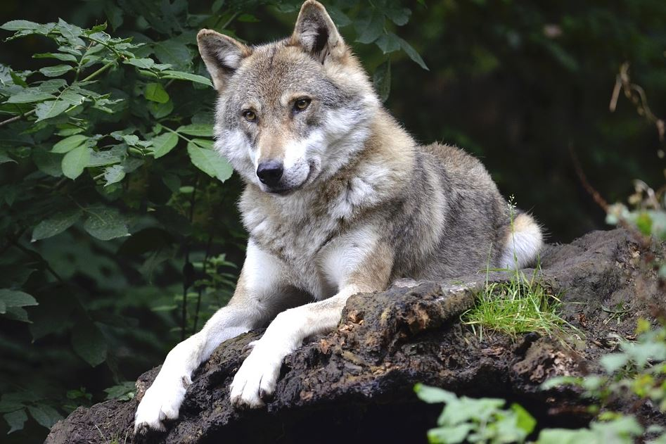 Lobo tombado nunhas rocas.