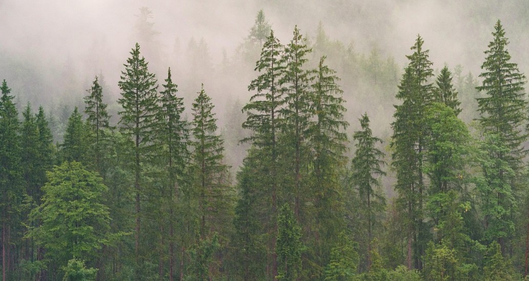 Árbores nun bosque.