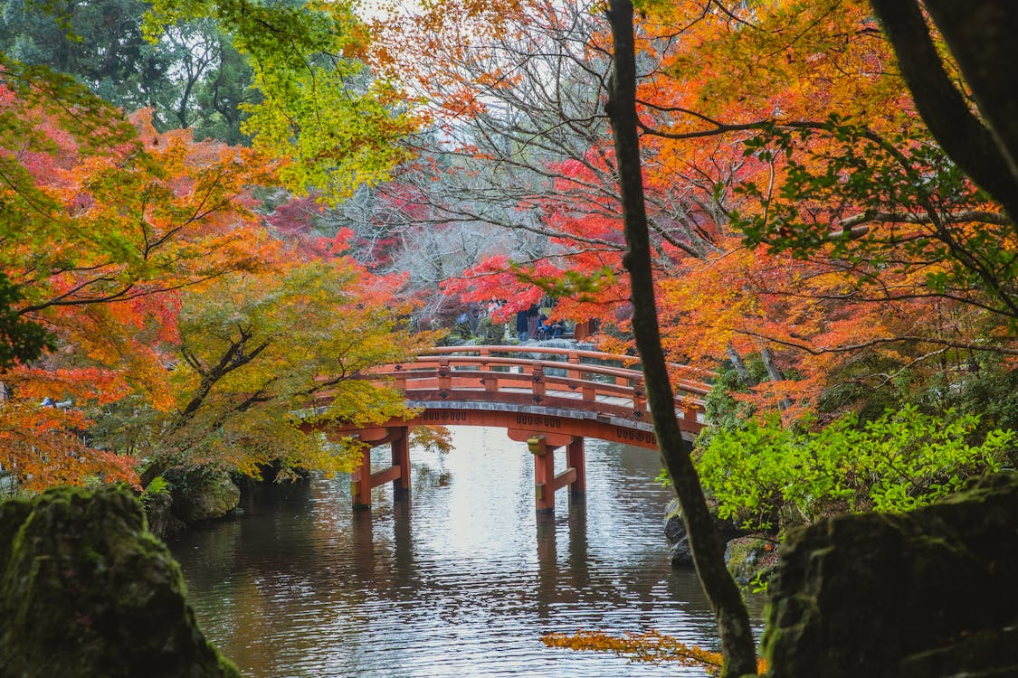 paisaje japonés puente sobre río con muchos árboles