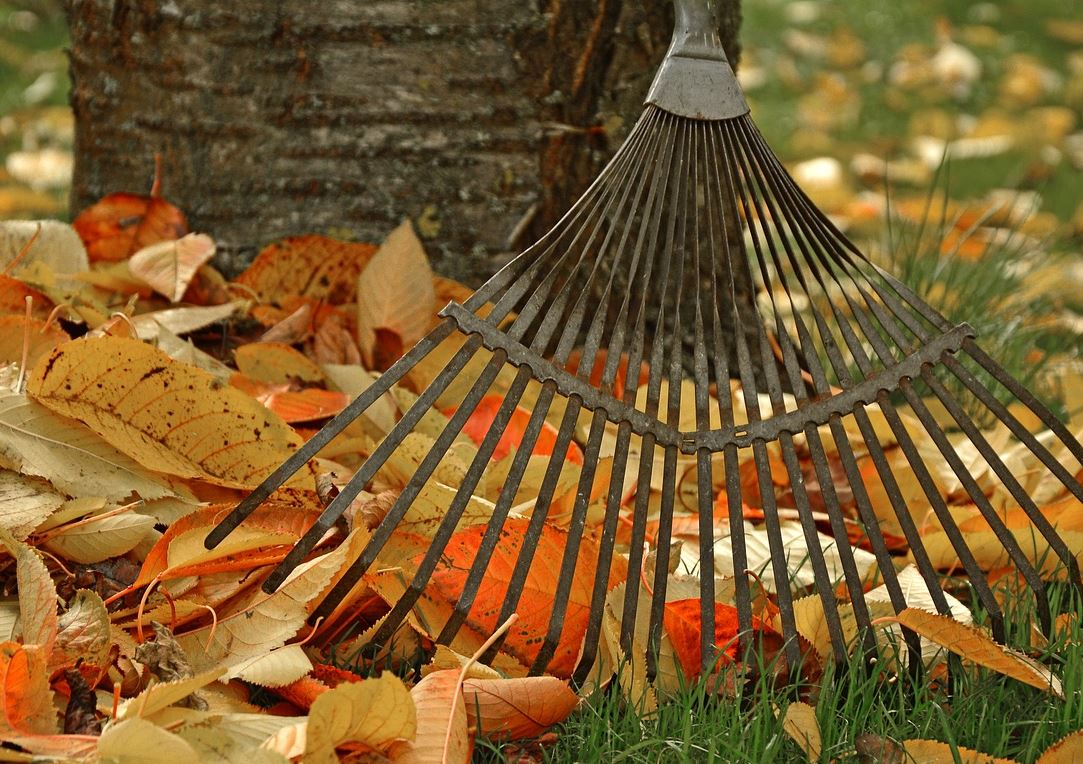 Anciño e follas no chán. 