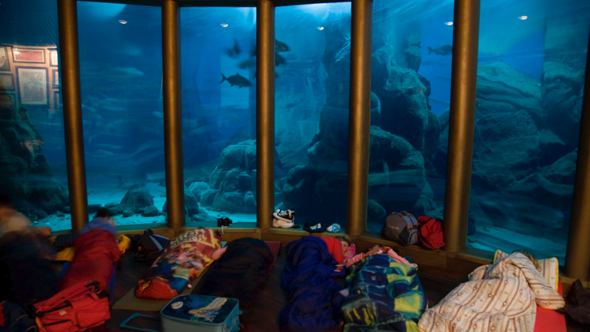 Durmiendo con tiburones