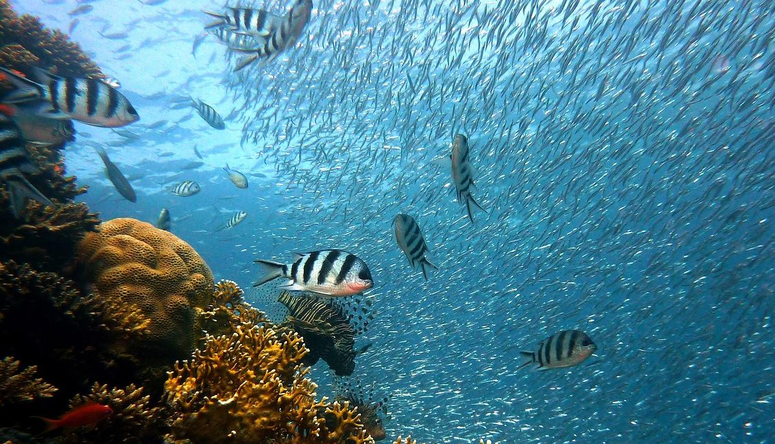 Peixes no fondo do mar.