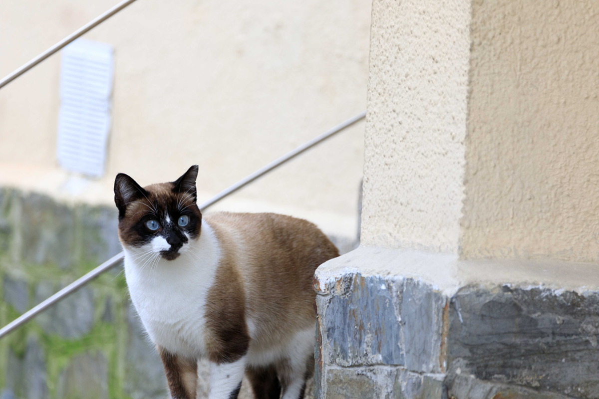 Gato callejero