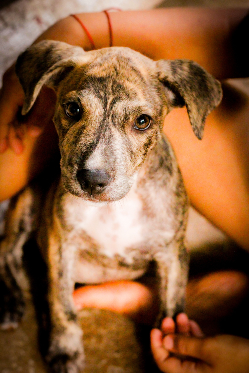 cachorro de can atrigado sostido por mans humanas